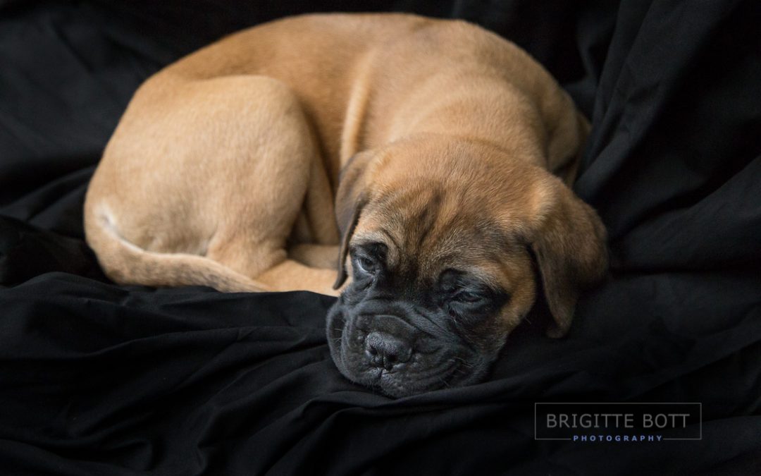 Photo session with a bullmastiff puppy
