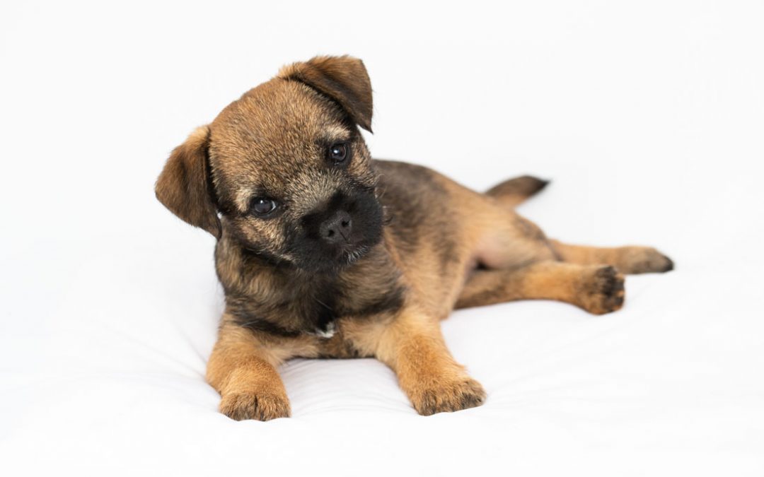 Border Terrier Puppy, Studio Photo Session, Rickmansworth